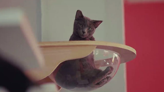 Crutch - Band of Horses - grey cat in clear bowl