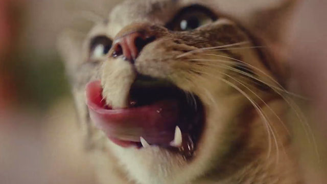 Crutch - Band of Horses - close up of tabby cat licking lips