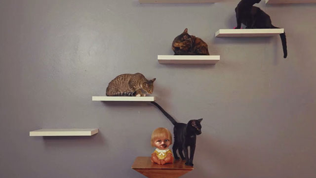 Crutch - Band of Horses - multiple cats on wall shelves