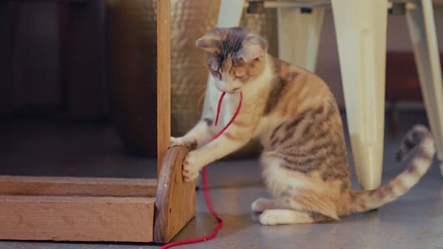 Crutch - Band of Horses - calico cat playing with red yarn