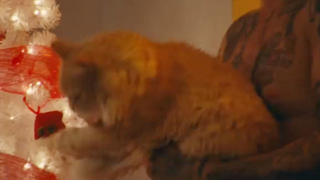 Dead of Night - Orville Peck - longhair ginger tabby cat in man's arms