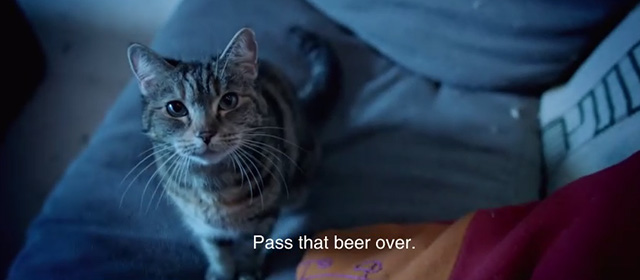 Drunk - Ed Sheeran - tabby cat on couch asking for beer