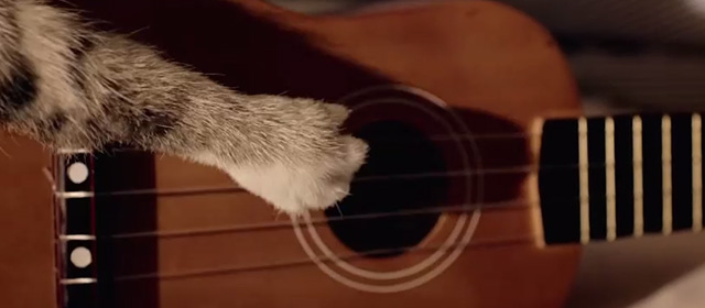 Drunk - Ed Sheeran - cat paw playing guitar
