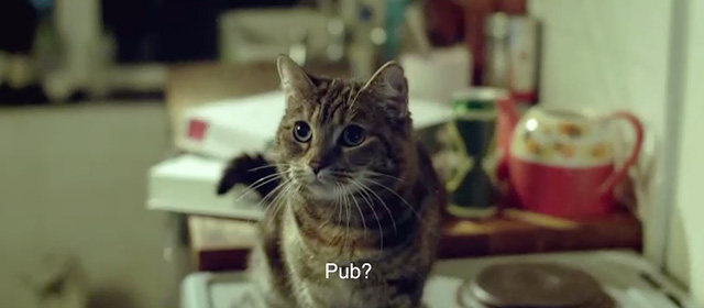 Drunk - Ed Sheeran - tabby cat suggesting to go to pub