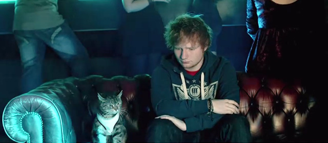 Drunk - Ed Sheeran - tabby cat and Ed sitting together in pub