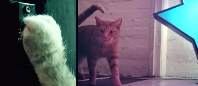 Drunk - Ed Sheeran - cat paw ringing doorbell and ginger tabby entering apartment