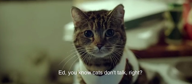 Drunk - Ed Sheeran - tabby cat reminding Ed he can't talk