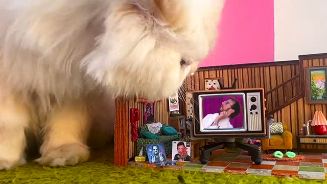 Everyone and Everything - Ringo Starr - white Persian cat looking at tiny living room scene with Ringo on TV set