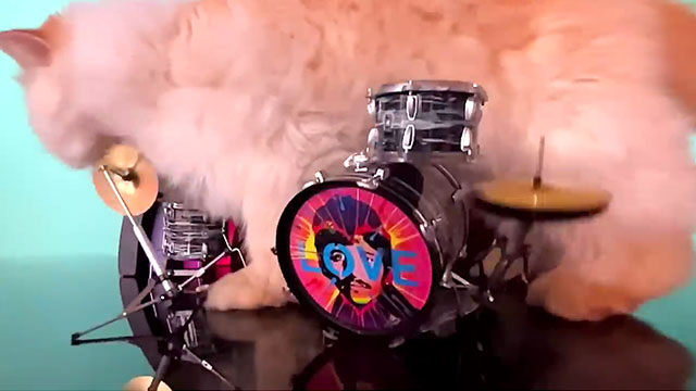 Everyone and Everything - Ringo Starr - white Persian cat dropped on to small drum set