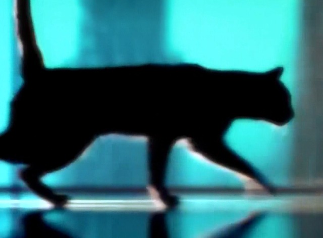 Express Yourself - Madonna - black cat running