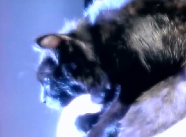 Express Yourself - Madonna - close up of black cat