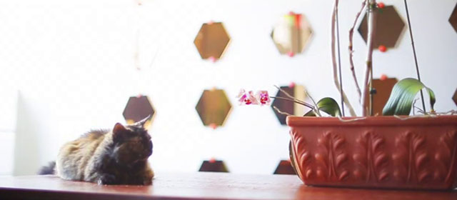 Fast Enough for Me - Drake Jensen - small tortoiseshell cat sitting on table