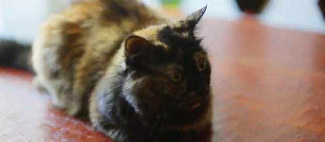 Fast Enough for Me - Drake Jensen - small tortoiseshell cat sitting on table