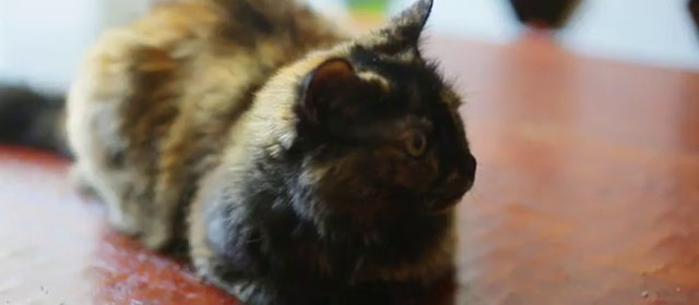 Fast Enough for Me - Drake Jensen - small tortoiseshell cat sitting on table