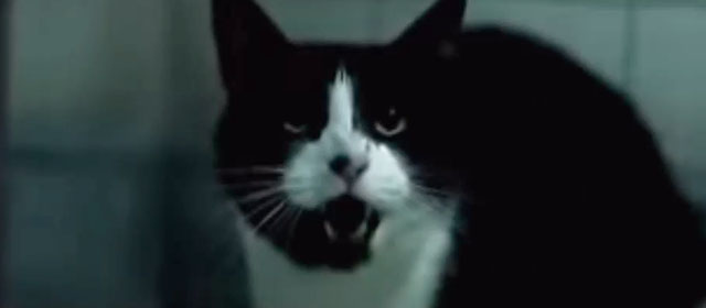Filthy Mind - Amanda Ghost - tuxedo cat