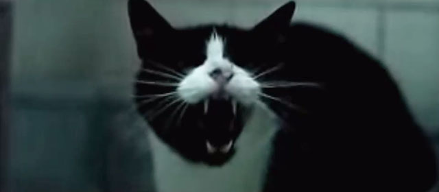 Filthy Mind - Amanda Ghost - tuxedo cat hissing