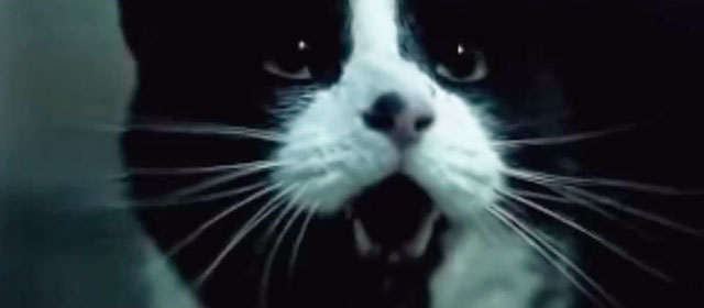 Filthy Mind - Amanda Ghost - tuxedo cat close up