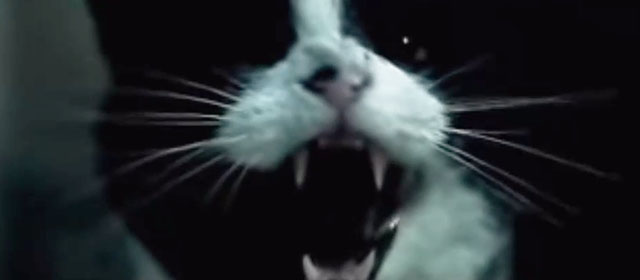 Filthy Mind - Amanda Ghost - tuxedo cat hissing close up