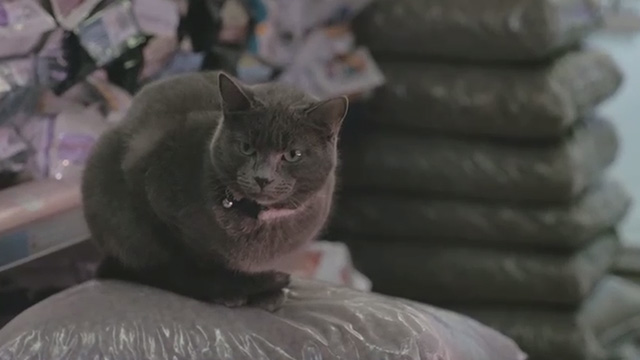 GMF - John Grant - gray cat in pet store