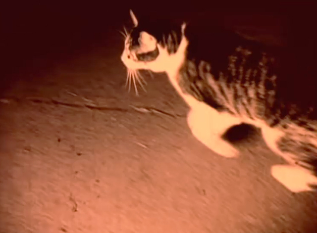 Grace - Jeff Buckley - tabby and white cat scurrying