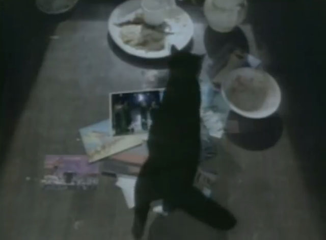 The Other Ones - Holiday - black cat walking across postcards on table