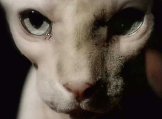 I Miss You - Blink-182 - Sphynx cat extreme close up