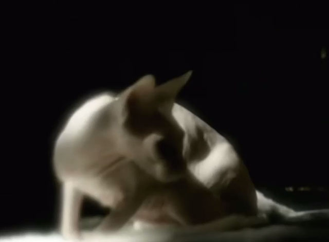 I Miss You - Blink-182 - Sphynx cat