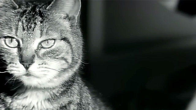 Infatuation - Rod Stewart - tabby cat in sun