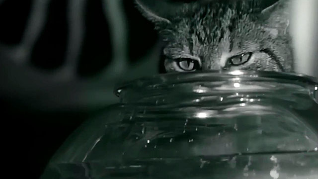 Infatuation - Rod Stewart - tabby cat looking over fishbowl
