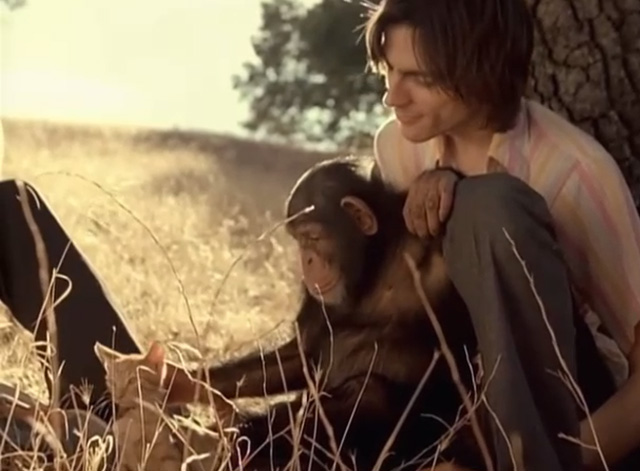 Island in the Sun - Weezer - Brian Bell with chimpanzee and ginger tabby kitten