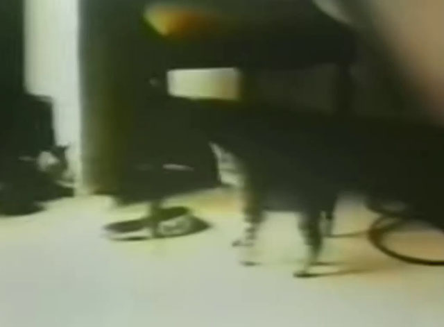 It Don't Come Easy - Ringo Starr - tabby kittens playing