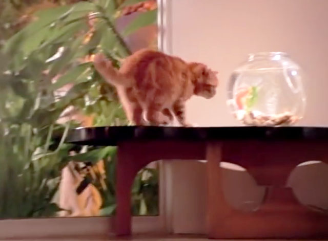 It's All Been Done - Barenaked Ladies - ginger tabby cat on table with fish bowl