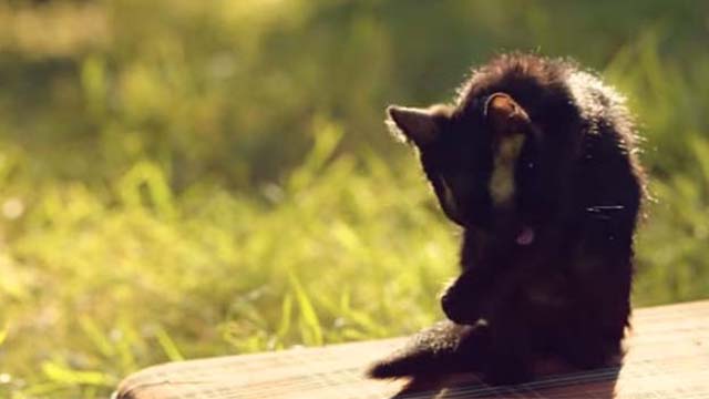 Iulia Dumitrache - Iubesta-ma - black kitten preening