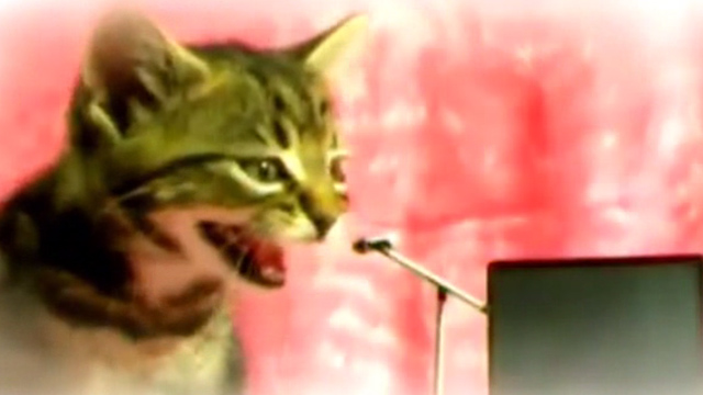 Jo Jo's Jacket - Stephen Malmus and the Jicks - tabby kitten meowing into tiny microphone