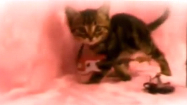 Jo Jo's Jacket - Stephen Malmus and the Jicks - tabby kitten with guitar around neck