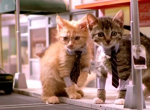 The Joker - Fatboy Slim with Bootsy Collins - tabby kittens dressed as businessmen