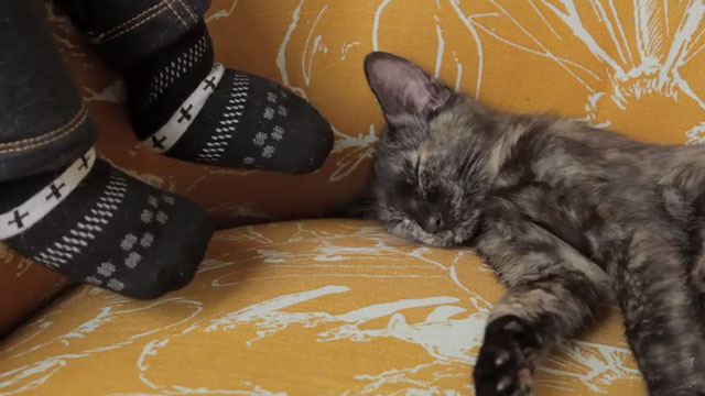 Kirby - Aesop Rock - tortoiseshell kitten Dina sleeping on chair next to puppet feet