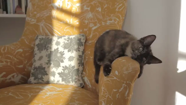 Kirby - Aesop Rock - tortoiseshell kitten Dina on arm of chair