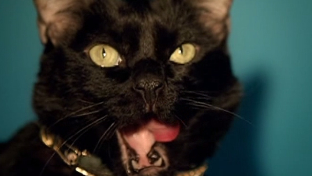 Beyoncé - Kitty Kat - Giant black cat close up