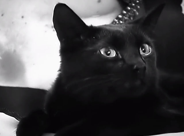 Kool Thing - Sonic Youth - close up of black cat
