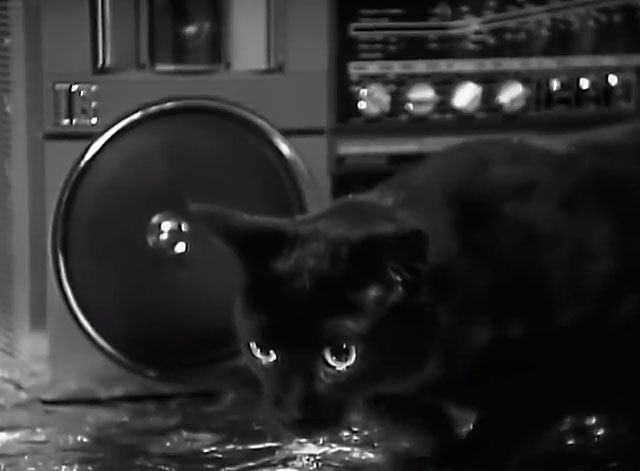 Kool Thing - Sonic Youth - black cat near boom box