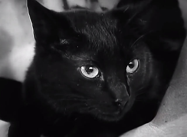 Kool Thing - Sonic Youth - black cat close up
