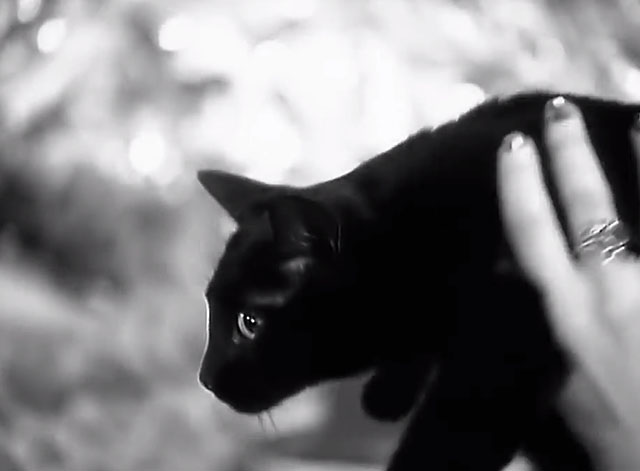 Kool Thing - Sonic Youth - black cat