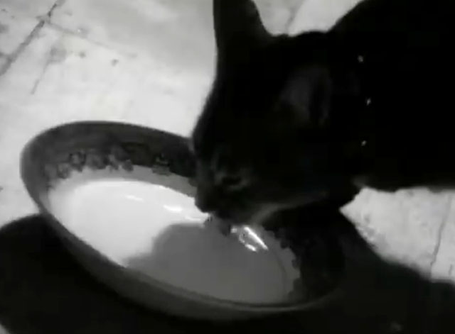 Let Me Be - Daryl Braithwaite - tabby cat lapping from saucer of milk
