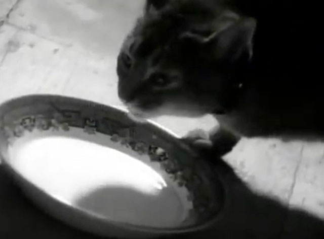 Let Me Be - Daryl Braithwaite - tabby cat lapping from saucer of milk