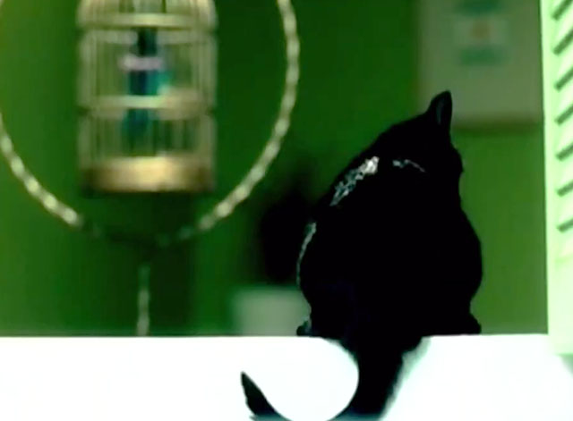 Little Bird - Sherrié Austin - black cat sitting on windowsill with birdcage inside house