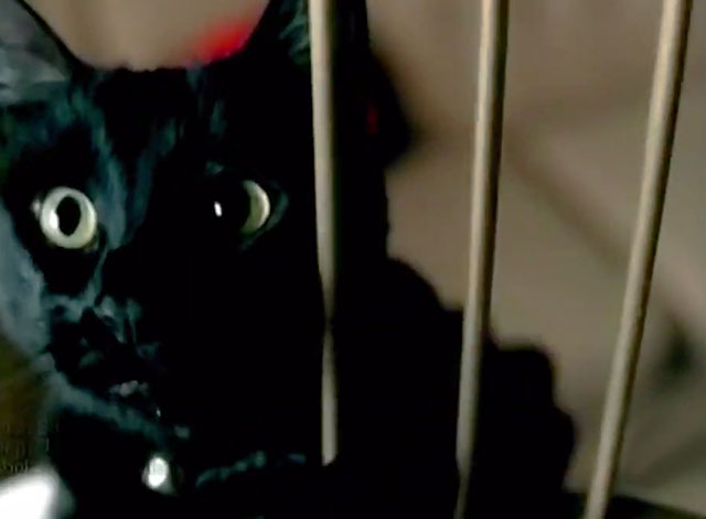 Little Bird - Sherrié Austin - black cat looking into cage