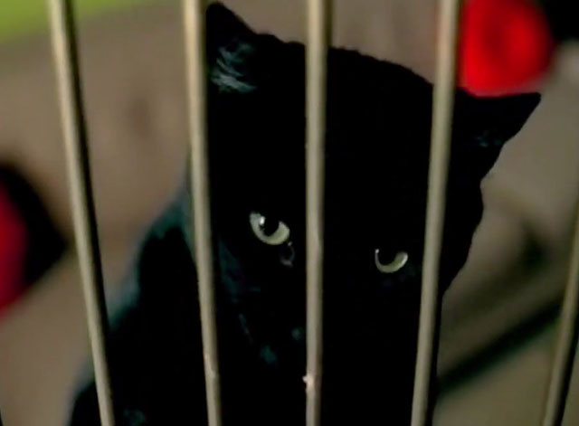 Little Bird - Sherrié Austin - black cat looking through bars