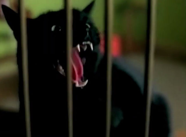 Little Bird - Sherrié Austin - black cat yowling behind bars