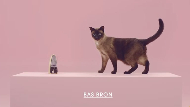 Manon - De Jeugd Van Tegenwoordig - Siamese cat Bas Bron
